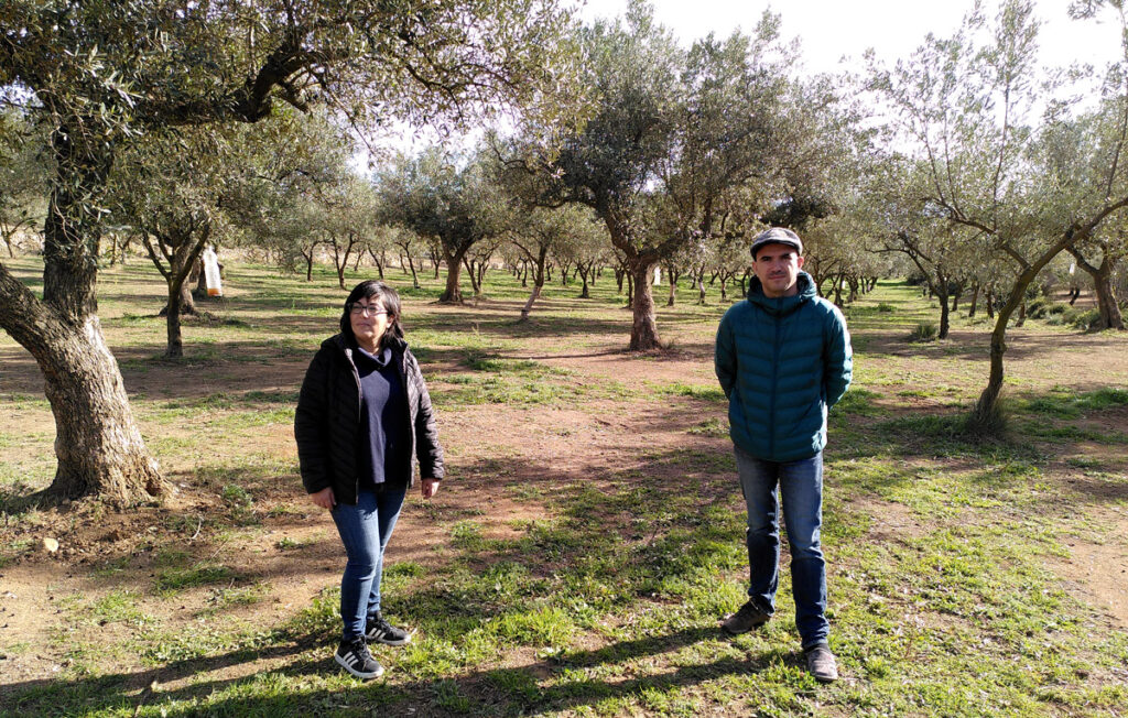 Olis Cuquello: oliveres mil·lenàries, cura de la terra, innovació i emprenedoria social.